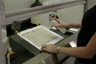 Rabb During Treatment